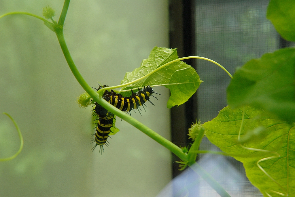 0690 Butterfly Sanctuary Kuranda.jpg